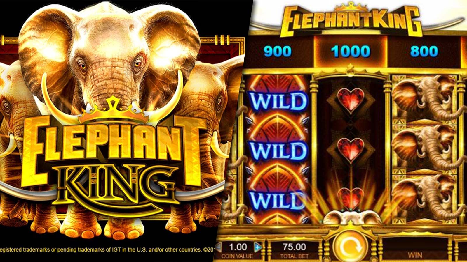 Rank-9-Elephant-King